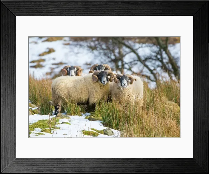 Framed Print : United Kingdom, Scotland, Aberdeenshire Framed Print : United Kingdom, Scotland, Aberdeenshire