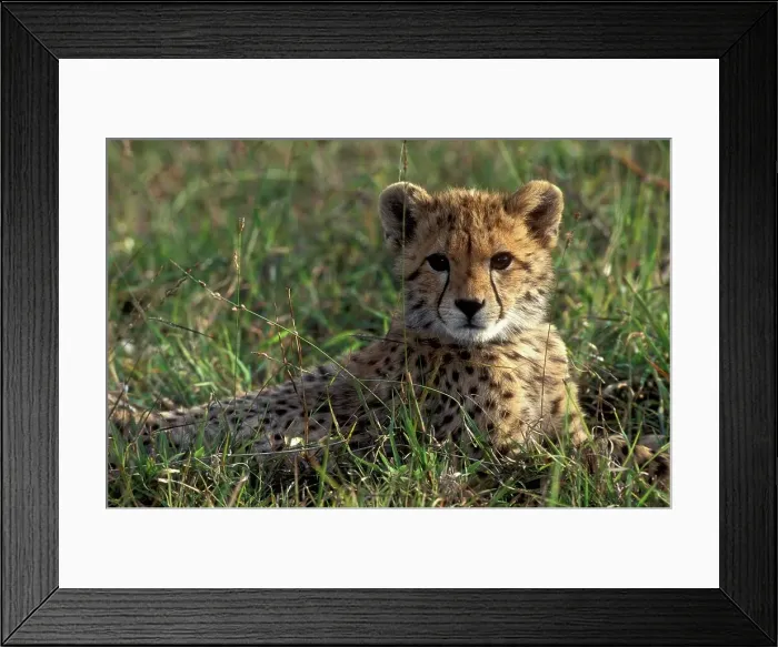 Framed Print : Cheetah Cub (Acinonyx jubatus) Portrait