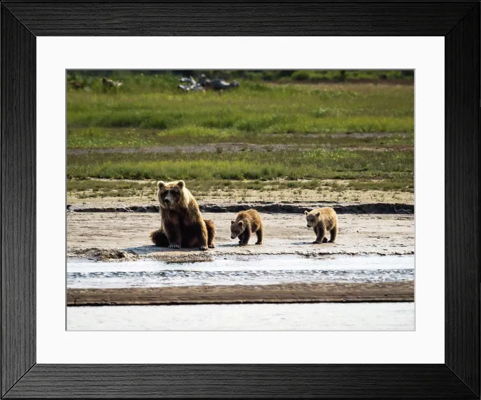 Framed Print : Mom with three cubs, Coastal Brown Bears (Ursus arctos horribilis) along Hallo Creek