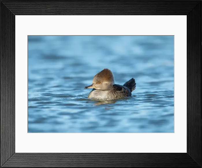 Framed Print : United Kingdom, England, Norfolk