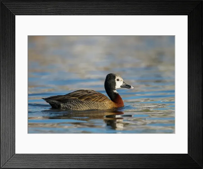 Framed Print : United Kingdom, Norfolk, White-Faced Whistling Duck (Dendrocygna viduata) swimming (captive) Framed Print : United Kingdom, Norfolk, White-Faced Whistling Duck (Dendrocygna viduata) swimming (captive)