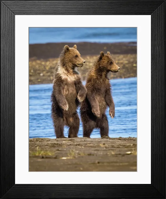 Framed Print : Alaska Alaska Peninsula Coastal Brown Bears (Ursus Arctos Horribilis) Framed Print : Alaska Alaska Peninsula Coastal Brown Bears (Ursus Arctos Horribilis)