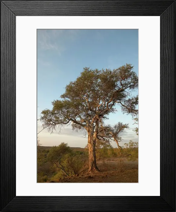 Framed Print : Shepherd's Tree (Boscia albitrunca) Framed Print : Shepherd's Tree (Boscia albitrunca)