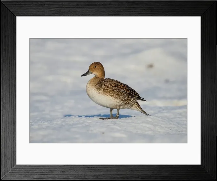 Framed Print : United Kingdom, Norfolk, Pintail (Anas acuta) standing on snow Framed Print : United Kingdom, Norfolk, Pintail (Anas acuta) standing on snow