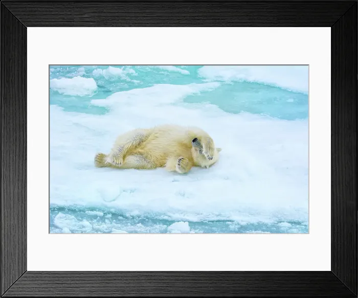 Framed Print : Outdoors Ice Snow Animal Wildlife No People Animal Framed Print : Outdoors Ice Snow Animal Wildlife No People Animal