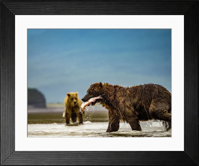 Framed Print : Alaska Chasing Salmon Coastal Brown Bears (Ursus Arctos Horribilis) Framed Print : Alaska Chasing Salmon Coastal Brown Bears (Ursus Arctos Horribilis)