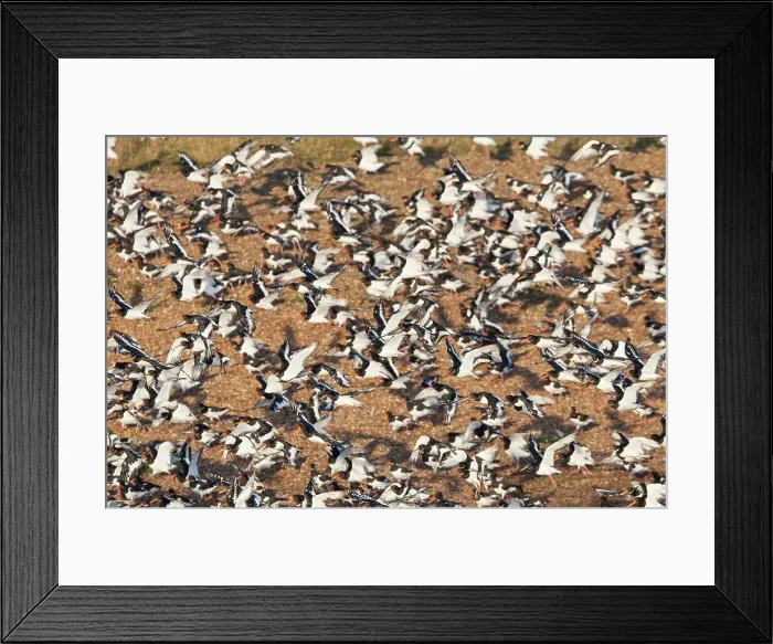 Framed Print : United Kingdom, England, Norfolk Framed Print : United Kingdom, England, Norfolk