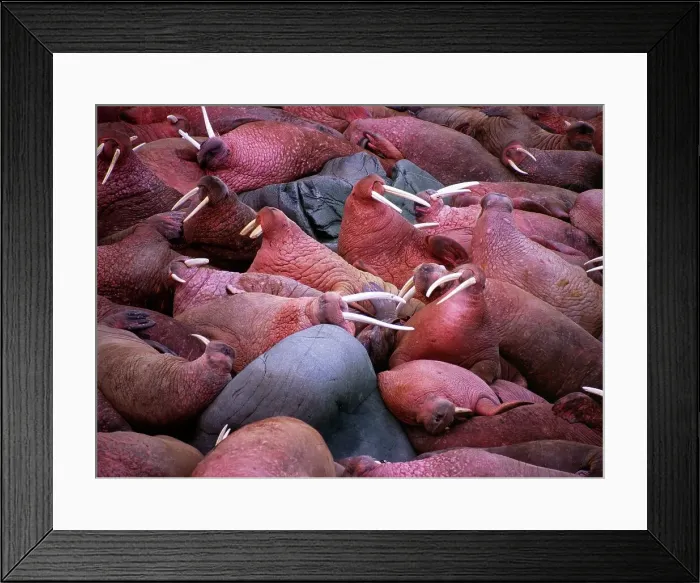 Framed Print : USA, Alaska, Bering Sea, Walrus Island State Game Sanctuary Framed Print : USA, Alaska, Bering Sea, Walrus Island State Game Sanctuary