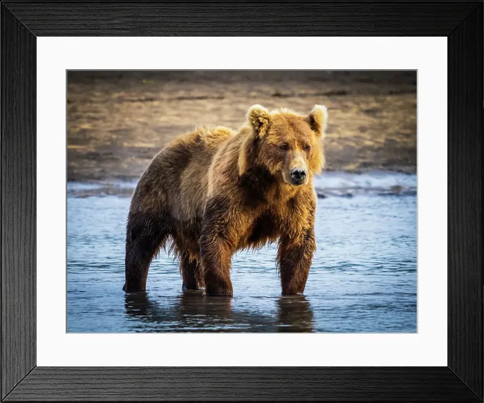 Framed Print : Alaska Alaska Peninsula Coastal Brown Bears Coastal Brown Bears (Ursus Arctos Horribilis) Framed Print : Alaska Alaska Peninsula Coastal Brown Bears Coastal Brown Bears (Ursus Arctos Horribilis)
