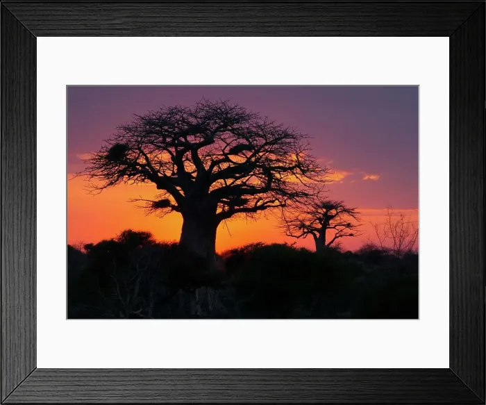 Framed Print : Baobab Tree (Andansonia digitata) at dawn Framed Print : Baobab Tree (Andansonia digitata) at dawn