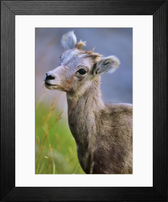 Framed Print : Canada, Alberta, Rocky Mountains