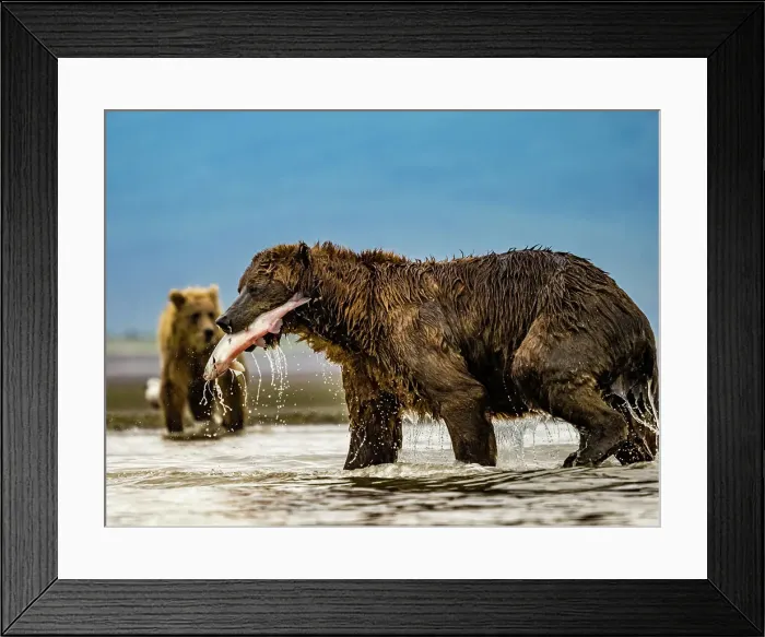 Framed Print : Alaska Chasing Salmon Coastal Brown Bears (Ursus Arctos Horribilis) Framed Print : Alaska Chasing Salmon Coastal Brown Bears (Ursus Arctos Horribilis)