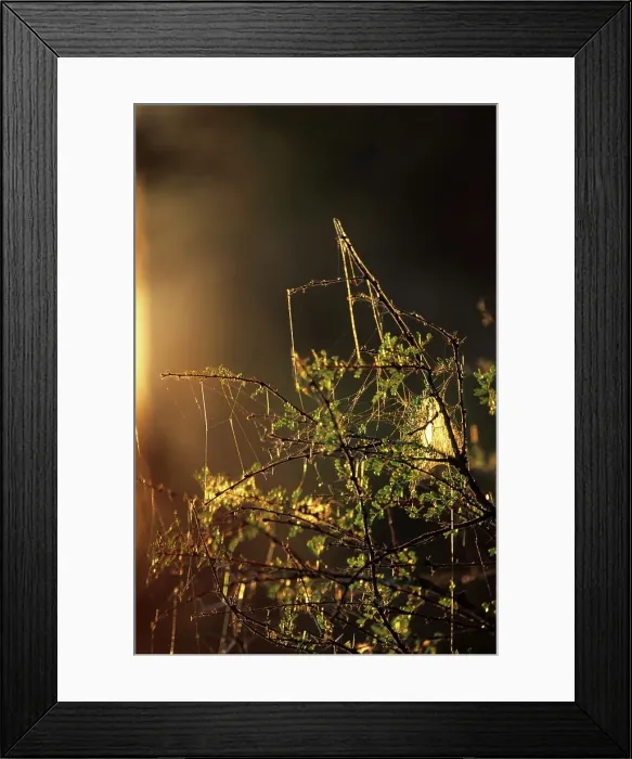 Framed Print : Spiders web. MalaMala Game Reserve Framed Print : Spiders web. MalaMala Game Reserve