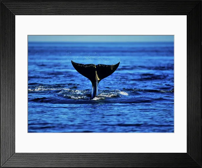 Framed Print : Canada, British Columbia, Strait Of Juan de Fuca Framed Print : Canada, British Columbia, Strait Of Juan de Fuca