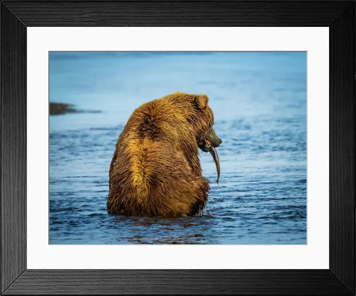 Framed Print : Alaska Alaska Peninsula Coastal Brown Bear Coastal Brown Bears (Ursus Arctos Horribilis) Framed Print : Alaska Alaska Peninsula Coastal Brown Bear Coastal Brown Bears (Ursus Arctos Horribilis)