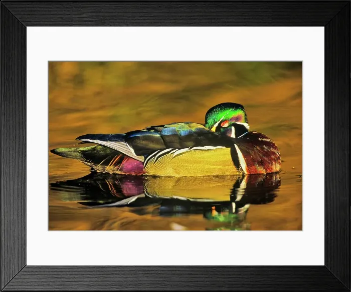 Framed Print : Canada, British Columbia, Vancouver island Framed Print : Canada, British Columbia, Vancouver island