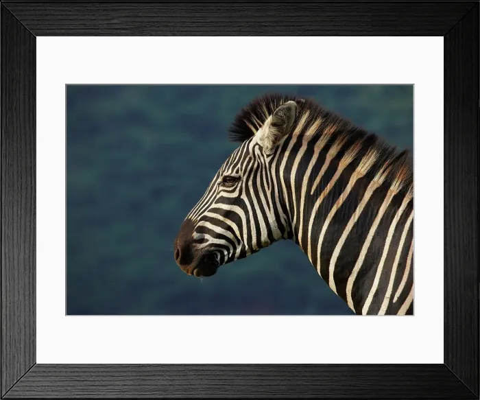Framed Print : Burchell's Zebra (Equus burchelli) Framed Print : Burchell's Zebra (Equus burchelli)