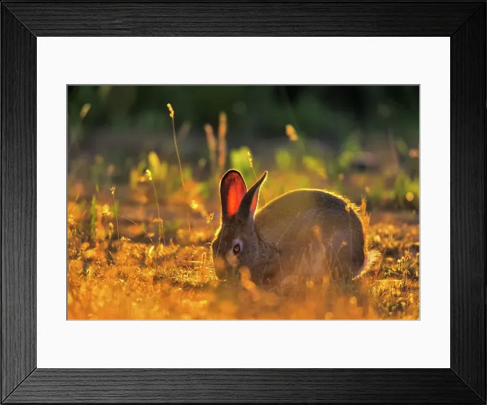 Framed Print : Canada, Vancouver island, Rabbit sitting in grass Framed Print : Canada, Vancouver island, Rabbit sitting in grass