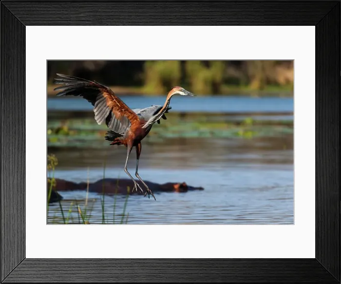 Framed Print : Goliath Heron (Ardea goliath). Lake Panic Framed Print : Goliath Heron (Ardea goliath). Lake Panic