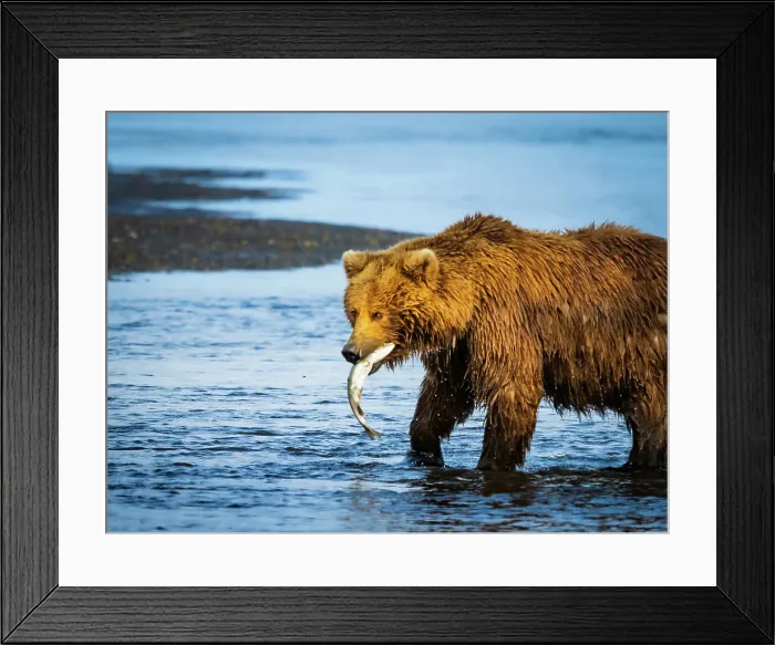 Framed Print : Alaska Alaska Peninsula Coastal Brown Bear Coastal Brown Bears (Ursus Arctos Horribilis) Framed Print : Alaska Alaska Peninsula Coastal Brown Bear Coastal Brown Bears (Ursus Arctos Horribilis)