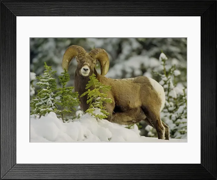 Framed Print : Canada, Alberta, Rocky Mountains Framed Print : Canada, Alberta, Rocky Mountains