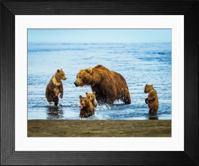 Framed Print : Alaska Alaska Peninsula Coastal Brown Bears (Ursus Arctos Horribilis) Framed Print : Alaska Alaska Peninsula Coastal Brown Bears (Ursus Arctos Horribilis)