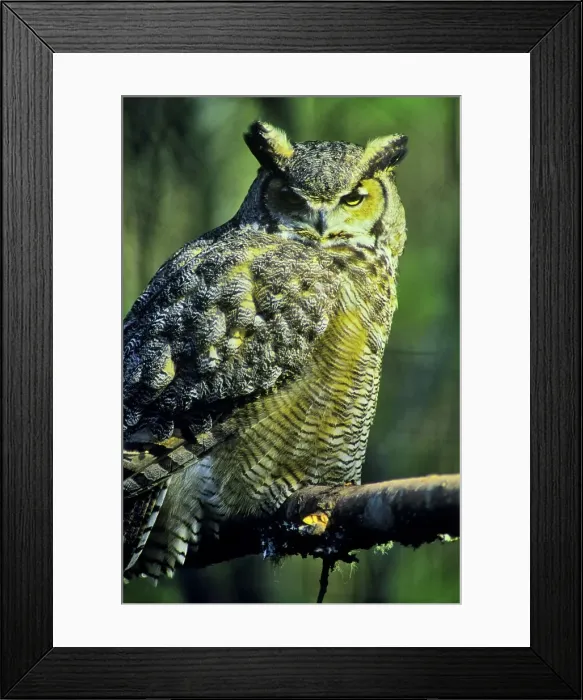 Framed Print : Canada, British Columbia, Vancouver island Framed Print : Canada, British Columbia, Vancouver island