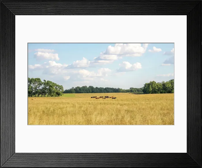 Framed Print : Cows grazing a pasture outside of Louisville, Kentucky
