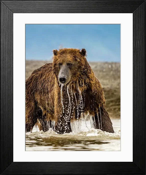 Framed Print : Coastal Brown Bear (Ursus arctos horribilis) fishing for salmon in tidal pool Framed Print : Coastal Brown Bear (Ursus arctos horribilis) fishing for salmon in tidal pool