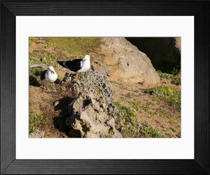 Framed Print : Kelp gulls (Larus dominicanus) on Robbeberg