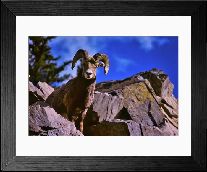 Framed Print : Canada, Alberta, Rocky Mountains
