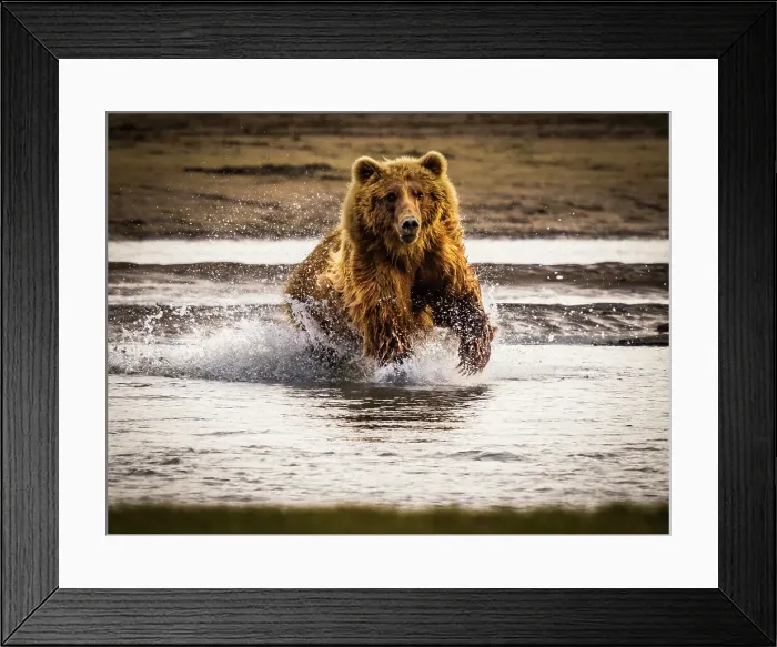 Framed Print : Alaska Alaska Peninsula Chasing Salmon Coastal Brown Bears (Ursus Arctos Horribilis)