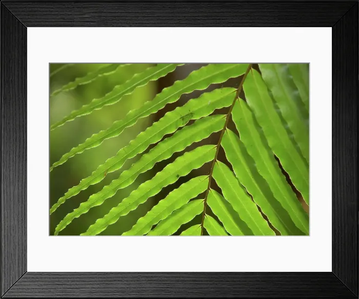 Framed Print : Fern. Maputaland. KwaZulu Natal. South Africa Framed Print : Fern. Maputaland. KwaZulu Natal. South Africa