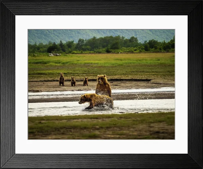 Framed Print : Alaska Chasing Salmon Coastal Brown Bears Face Off! Mother Brown Bea Framed Print : Alaska Chasing Salmon Coastal Brown Bears Face Off! Mother Brown Bea