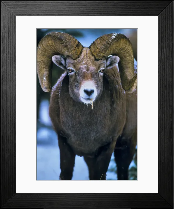 Framed Print : Canada, Alberta, Rocky Mountains