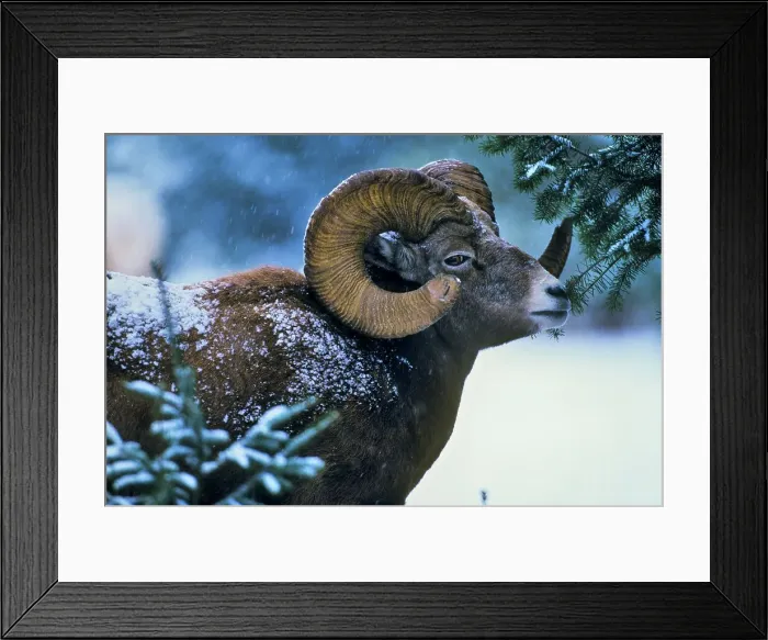 Framed Print : Canada, Alberta, Rocky Mountains Framed Print : Canada, Alberta, Rocky Mountains