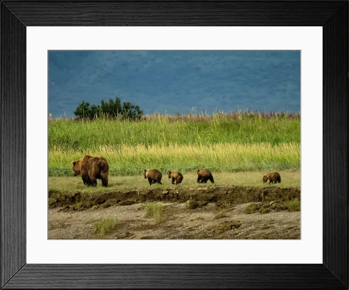 Framed Print : Alaska Alaska Peninsula Coastal Brown Bears Coastal Brown Bears (Ursus Arctos Horribilis) Framed Print : Alaska Alaska Peninsula Coastal Brown Bears Coastal Brown Bears (Ursus Arctos Horribilis)