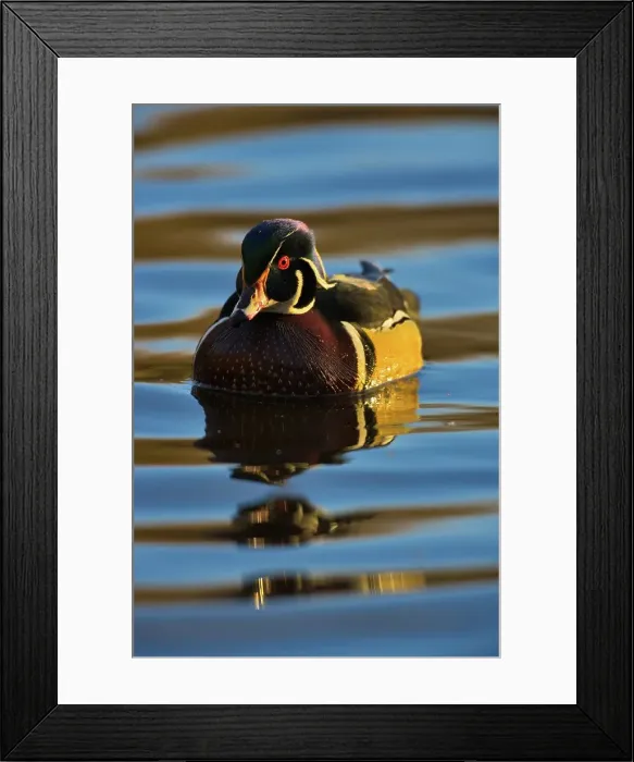 Framed Print : Canada, British Columbia, Vancouver island Framed Print : Canada, British Columbia, Vancouver island