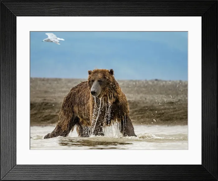 Framed Print : Alaska Chasing Salmon Coastal Brown Bears (Ursus Arctos Horribilis) Framed Print : Alaska Chasing Salmon Coastal Brown Bears (Ursus Arctos Horribilis)