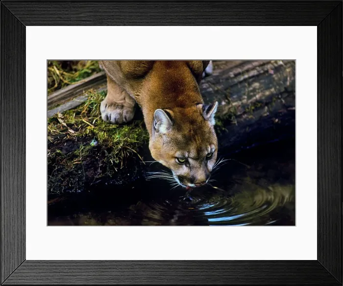 Framed Print : Close up of mountain lion drinking water Framed Print : Close up of mountain lion drinking water