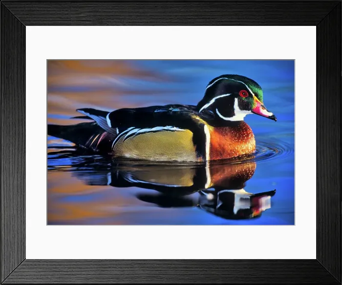 Framed Print : Canada, British Columbia, Vancouver island Framed Print : Canada, British Columbia, Vancouver island