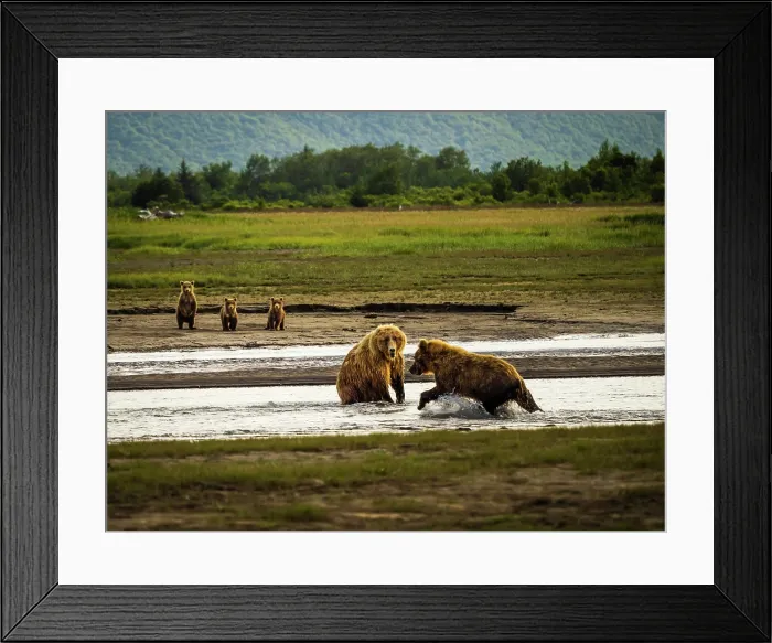 Framed Print : Face off! Mother brown with three cubs Framed Print : Face off! Mother brown with three cubs