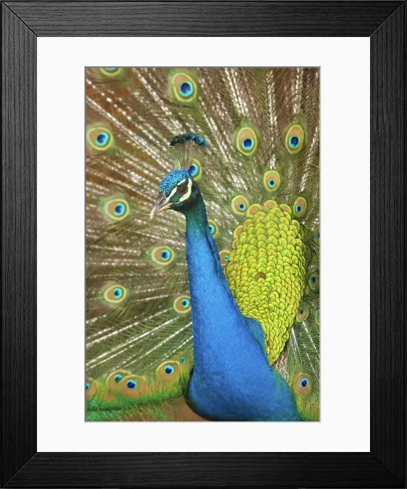 Framed Print : Peacock. (Pavo cristatus). Johannesburg