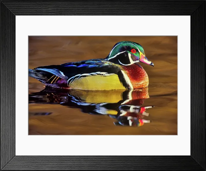 Framed Print : Canada, British Columbia, Vancouver island Framed Print : Canada, British Columbia, Vancouver island