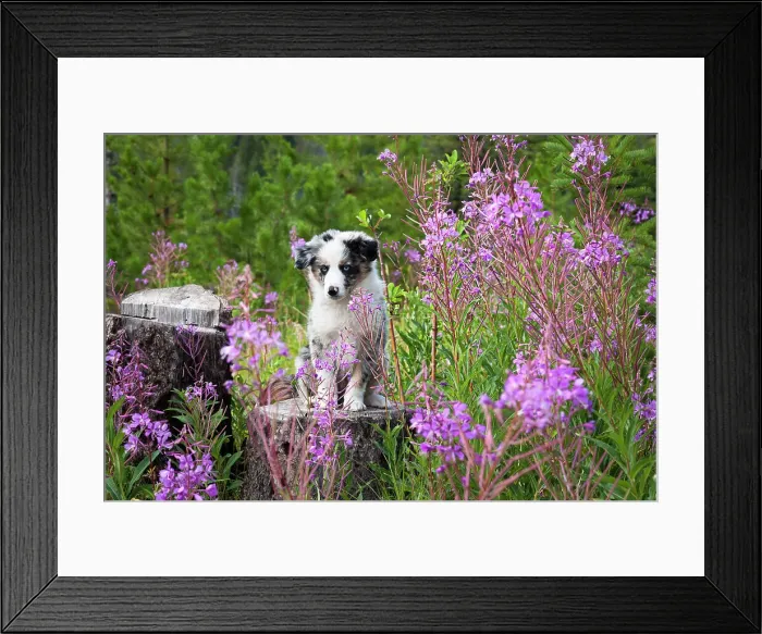 Framed Print : Dog in the widlerness Framed Print : Dog in the widlerness