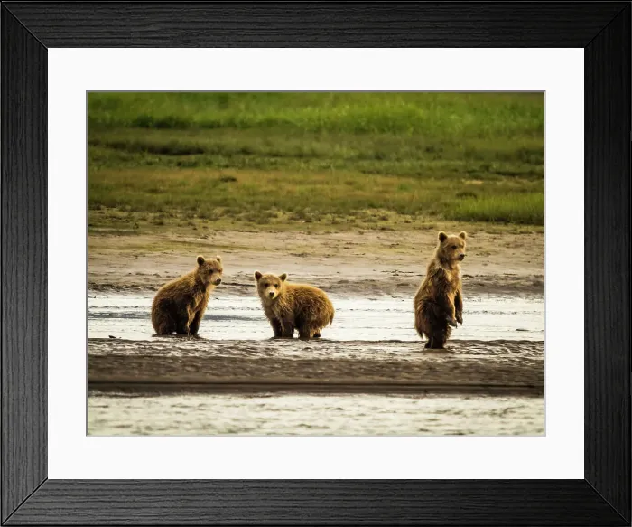 Framed Print : Alaska Chasing Salmon Coastal Brown Bears Face Off! Mother Brown Bea Framed Print : Alaska Chasing Salmon Coastal Brown Bears Face Off! Mother Brown Bea