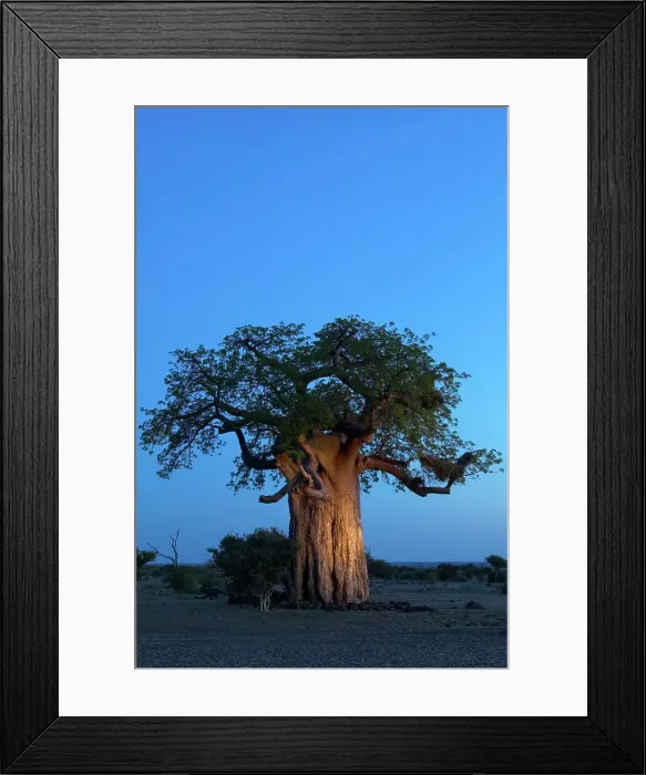 Framed Print : Baobab Tree (Andansonia digitata) at twilight Framed Print : Baobab Tree (Andansonia digitata) at twilight