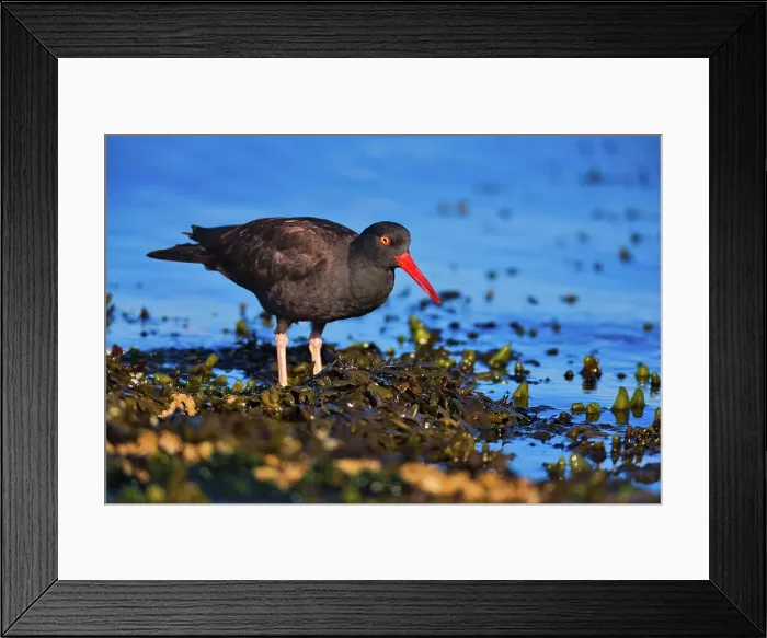Framed Print : Canada, Vancouver island, Oystercatcher bird hunting Framed Print : Canada, Vancouver island, Oystercatcher bird hunting