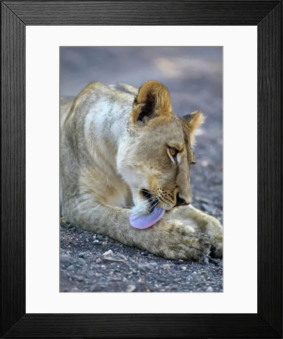 Framed Print : Lioness (Panthera leo) grooming herself Framed Print : Lioness (Panthera leo) grooming herself