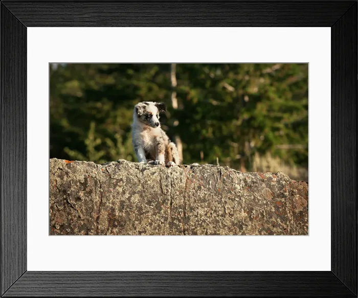 Framed Print : Dog in the widlerness